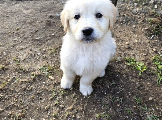 Golden Yavruları
