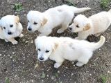 Golden Yavruları