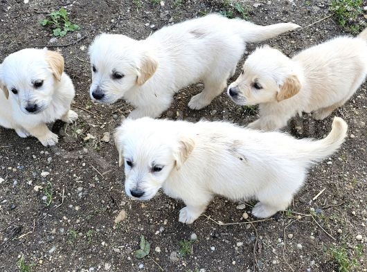 Golden Yavruları görsel