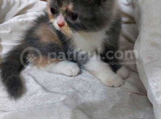 2 Aylık Exotic Shordhair Yavruları görsel