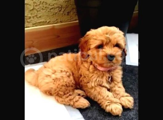 Antalya'Da Ücretsi̇z Ci̇ns Köpeği̇mi̇ Sahi̇plendi̇rmek İsti̇yorum görsel