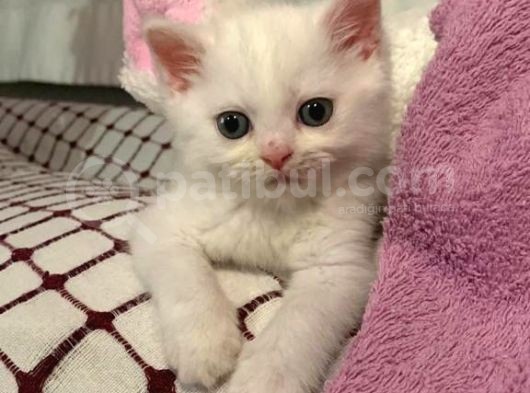 British Short Hair görsel