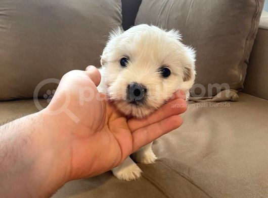 Xs Maltese Bebekler