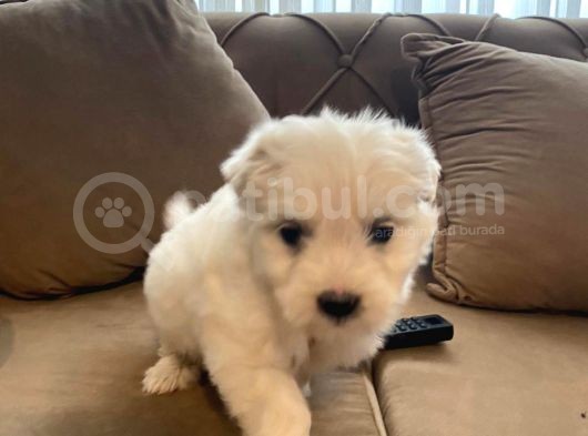 Xs Maltese Bebekler görsel