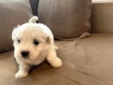 Xs Maltese Bebekler