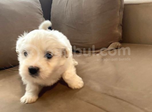 Xs Maltese Bebekler görsel