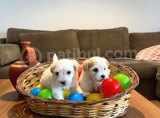 Ev Doğumu Maltese Bebegimiz görsel