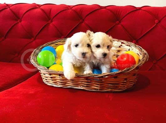Kar Beyazı Maltese Terrier Yavrularımız görsel