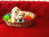 kar beyazı Maltese terrier yavrularımız