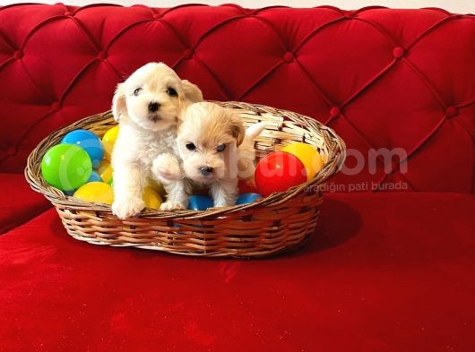 Kar Beyazı Maltese Terrier Yavrularımız