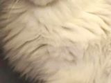 Moine Cone