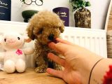 Poodle Kalitesinde Eşsiz Maltipoo Yavrularım