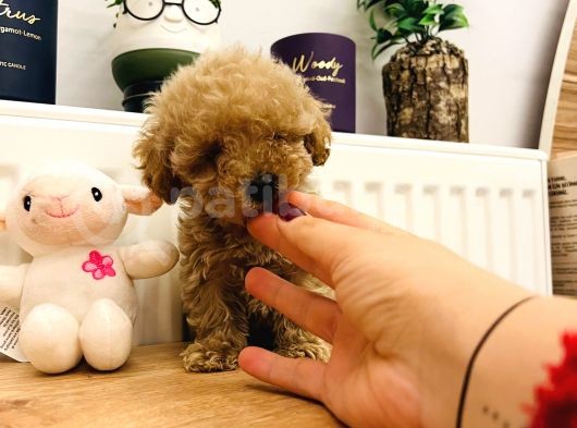 Poodle Kalitesinde Eşsiz Maltipoo Yavrularım görsel