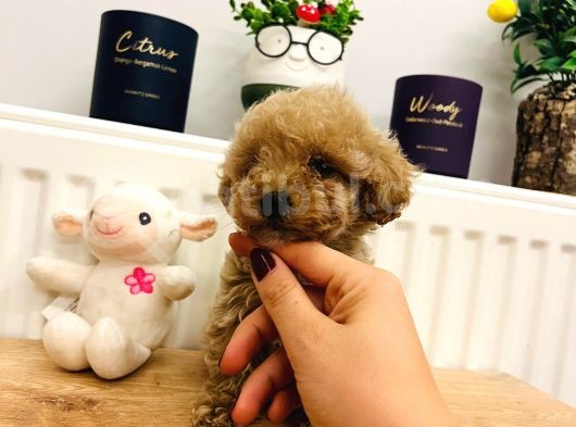Poodle Kalitesinde Eşsiz Maltipoo Yavrularım görsel
