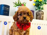 Poodle Kalitesinde Eşsiz Maltipoo Yavrularım