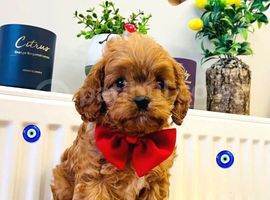 Poodle Kalitesinde Eşsiz Maltipoo Yavrularım