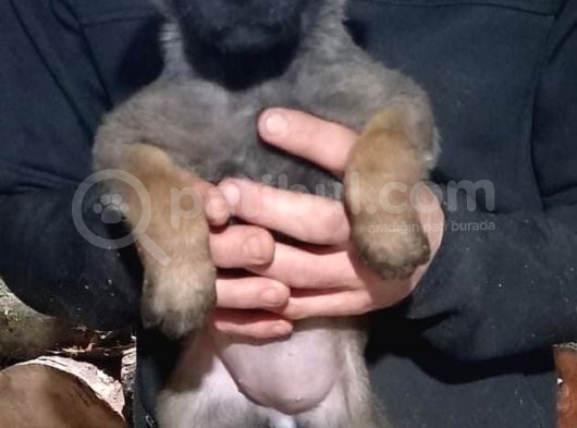 Anne Baba Scr Li Malinos Bebekler görsel