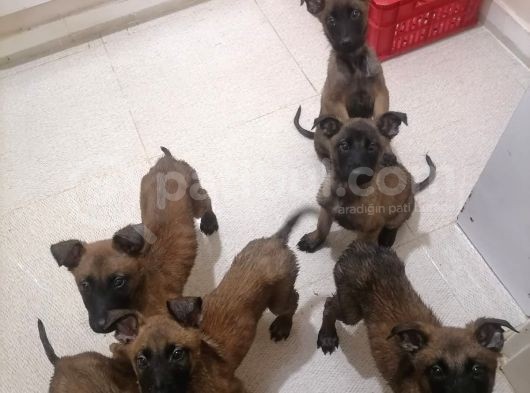 Anne Baba Scr Li Malinos Bebekler görsel