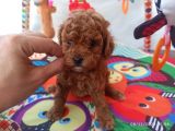 Koyu Kızıl Toy Poodle Bebeklerim