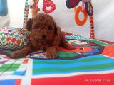Koyu Kızıl Toy Poodle Bebeklerim