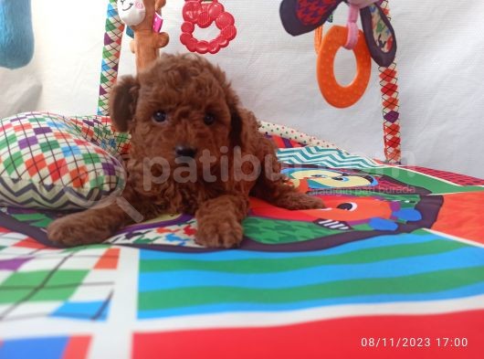 Koyu Kızıl Toy Poodle Bebeklerim görsel