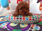 Koyu kızıl toy poodle bebeklerim