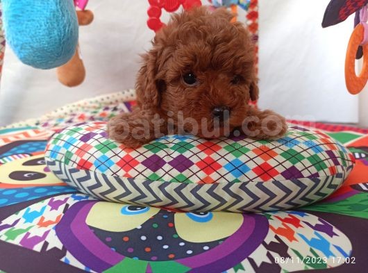 Koyu Kızıl Toy Poodle Bebeklerim