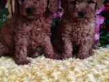 En Guzeli̇ En Hesapli̇si̇ Bi̇zde Toy Poodle