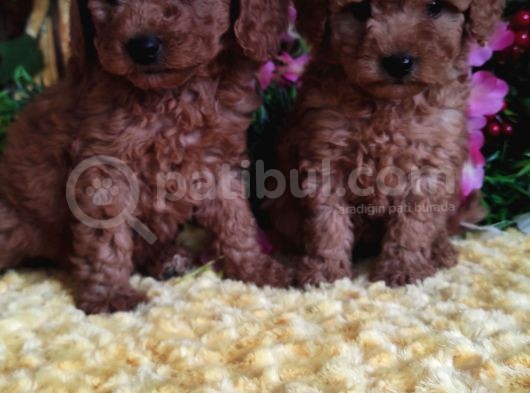 En Guzeli̇ En Hesapli̇si̇ Bi̇zde Toy Poodle görsel