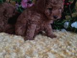 En Guzeli̇ En Hesapli̇si̇ Bi̇zde Toy Poodle