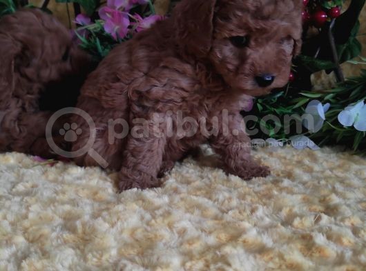 En Guzeli̇ En Hesapli̇si̇ Bi̇zde Toy Poodle görsel