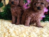 En Guzeli̇ En Hesapli̇si̇ Bi̇zde Toy Poodle