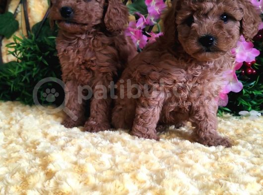 En Guzeli̇ En Hesapli̇si̇ Bi̇zde Toy Poodle görsel