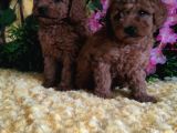 En Guzeli̇ En Hesapli̇si̇ Bi̇zde Toy Poodle