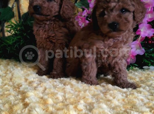 En Guzeli̇ En Hesapli̇si̇ Bi̇zde Toy Poodle görsel