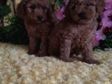 EN GUZELİ EN HESAPLİSİ BİZDE TOY POODLE