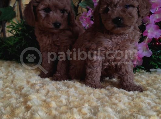 En Guzeli̇ En Hesapli̇si̇ Bi̇zde Toy Poodle