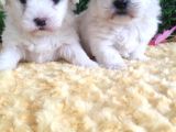 Maltese Teri̇er Yavrulari