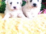 Maltese Teri̇er Yavrulari