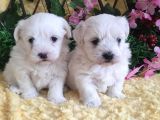 Maltese Teri̇er Yavrulari