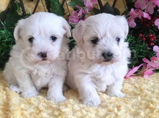 Maltese Teri̇er Yavrulari görsel