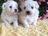 Maltese Teri̇er Yavrulari