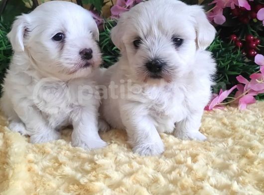 Maltese Teri̇er Yavrulari görsel