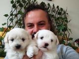 MALTESE TERİER YAVRULARI