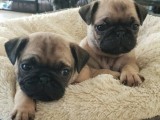 MERSİN'DE ÜCRETSİZ YUVA ARAYAN PUG YAVRULARIM