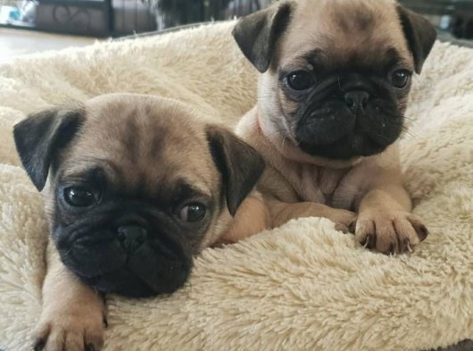 MERSİN'DE ÜCRETSİZ YUVA ARAYAN PUG YAVRULARIM