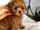 Ücretsi̇z Toy Poodle Ci̇nsi̇ Köpeği̇me İstanbul'Da Yuva Ariyorum