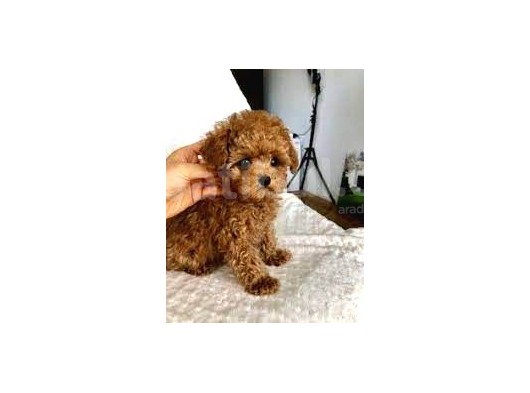 ÜCRETSİZ TOY POODLE CİNSİ KÖPEĞİME İSTANBUL'DA YUVA ARIYORUM
