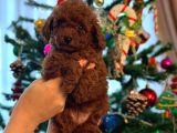 Red Brown Kore toypoodle üst düzey