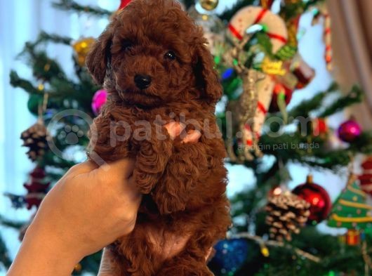 Red Brown Kore Toypoodle Üst Düzey